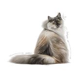Larskas 4 kg Kedi Maması, Saç ve Deri Sağlığını Destekleyici Formül