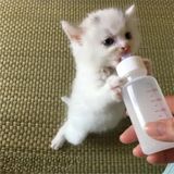 Larskas Yavru Kedi ve Köpekler Için 50 ml Iki Emzikli Biberon