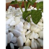 Lateksya Lateksya, Beyaz Dolomit Taşı(1 Kg, 1-2 Cm) Çakıl Dere Taşı Dekoratif Bahçe Taşı Akvaryum Teraryum Saksı Süsü