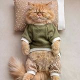 Latte & Matcha Kedi Rüyası | Pamuklu Kedi Tulumu, Polar Sweatshirt Ve Mini Yastık | 3 Parça