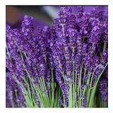 Lavandula Angustifolia Lavanta Tohumu (1000 tohum)
