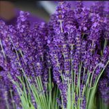 Lavandula Angustifolia Lavanta Tohumu (20000 tohum)