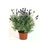Lavandula Angustifolia Saksılı Lavanta Fidesi Fidanı 10-20 Cm