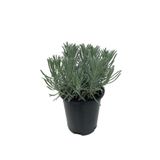 Lavandula Intermedia Lavanta Fidanı, Saksıda
