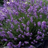 LavandulaAngustifolia Lavanta Çiçeği Tohumu(10 gram)