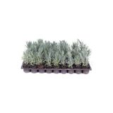 Lavanta Bitkisi Fidesi 10 Adet Viyol'De - Lavandula
