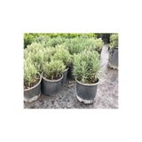 Lavanta Bitkisi, Lavanta Fidanı 20/25 Cm Lavanta Kargo Bedava, FideBitki67