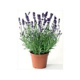 Lavanta Çiçeği 40 Cm Kokulu Aromatik Bahar Bitkisi Balkon Bitkisi Ev Bitkisi Dış Mekan Bitkisi