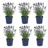 Lavanta Çiçeği Fidanı 10-20 Cm 4 Adet