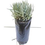 Lavanta Çiçeği Fidanı 10-20 Cm
