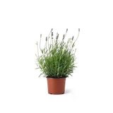 Lavanta Çiçeği Fidanı 3 Adet 10-20 Cm