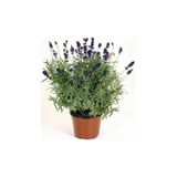 Lavanta Çiçeği Fidanı Fidesi 10-20 Cm