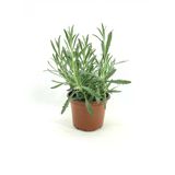 Lavanta Çiçeği Fidanı Fidesi 10-20 Cm
