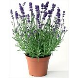 Lavanta Çiçeği Fidanı Kokulu Aromatik Balkon Bitkisi 10-20 cm