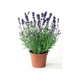 Lavanta Çiçeği Fidanı Kokulu Aromatik Bitkisi Balkon Bitkisi 10-20 Cm