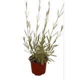 Lavanta Çiçeği Fidanı Saksıda 25-40 cm Kokulu - Çiçek Açan Cins