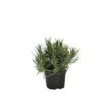 Lavanta Çiçeği Fidesi Fidanı 3 Adet 10-20 Cm