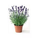 Lavanta Çiçeği Kokulu Aromatik Bahar Bitkisi Balkon Bitkisi