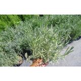 LAVANTA FİDANI 10 ADET - SAKSIDA 20-30 cm