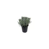 Lavanta Fidanı (Angustifolia) 10 Luk Saksıda 10-20 Cm