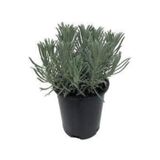 Lavanta Fidanı Angustifolia 16lık Saksıda