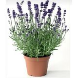 Lavanta Fidanı Angustifolia Saksıda 10-20 cm