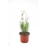 Lavanta Fidanı Fidesi 10-30 Cm