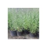 Lavanta Fidanı Fidesi 10-30 Cm