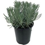 Lavanta Fidanı Ingiliz Lavandula Angustifolia Hidcote, Saksıda Kokulu, Çiçek Açan, Çalı