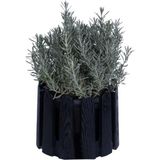 Lavanta Fidanı Saksıda Lavandula Officinalis 10-20 cm