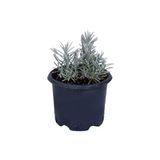Lavanta Fidanı Saksıda (Lavandula Officinalis) - Canlı Çiçek