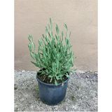 Lavanta Fidesi Fidanı 10-20 Cm