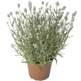 Lavanta İngiliz Beyaz Renk - Saksılık 10 Tohum