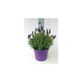 Lavanta Kokulu Aromatik Bahçe Balkon Bitkisi 10-20 Cm