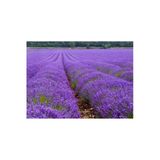 Lavanta -Lavandula 2 Yaş Saksıda