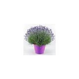 Lavanta – Lavandula Angustifolia Çiçeği Fidanı 10-20 Cm