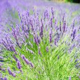 Lavanta Lavandula Angustifolia Çiçeği Tohumu -24900 Adet