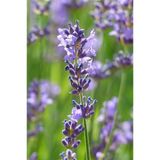 Lavanta - Lavandula Angustifolia Sevtopolis Saksıda 10-20 Cm