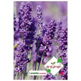 Lavanta (lavandula) Çiçek Tohumu 100 Adet