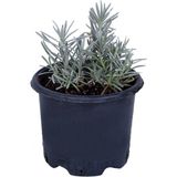 Lavanta Saksıda (lavandula Officinalis) - Canlı Çiçek - 1.5 Litre