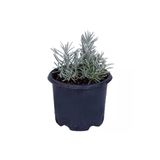 Lavanta Saksıda (Lavandula Officinalis) - Canlı Çiçek 10-20 Cm