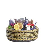 Lavantalı Echeveria Perle Von Nurnberg Teraryum