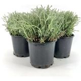 Lavantin Lavanta Fidanı 10-20 Cm Saksıda 3 Adet