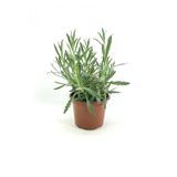 Lavender Seedling Lavanta Fidanı Fidesi 2 Adet 15-25 Cm Intermedia
