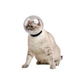 lavimo Kedi Maskesi