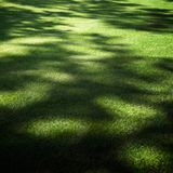 Lawn&Art Shade-Cool Mix Gölge Alanlar İçin Çim Tohumu Karışımı 1 Kg