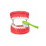 Laylay Toys Diş Fırçalama Modeli Anasınıfı Eğitici Oyuncaklar