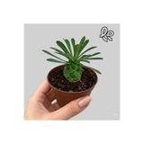 Le Bitki Atölyesi Euphorbia Japonica Minik Ananas Sukulent | 5,5cm Saksıda Nadir Kaudeksli Koleksiyon Bitkisi