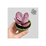 Le Bitki Atölyesi Kızıl Zebra Kalanchoe Humilis | Desenli Yapraklı Dekoratif Sukulent | 5,5cm Saksıda Canlı Bitki