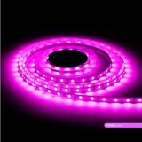 Ledarmy LED Şerit bant 5 metre 5050 SMD 12V Pembe Renkli 60 LED/m IP20 Işık Aydınlatma Kendinden Yapışkanlı